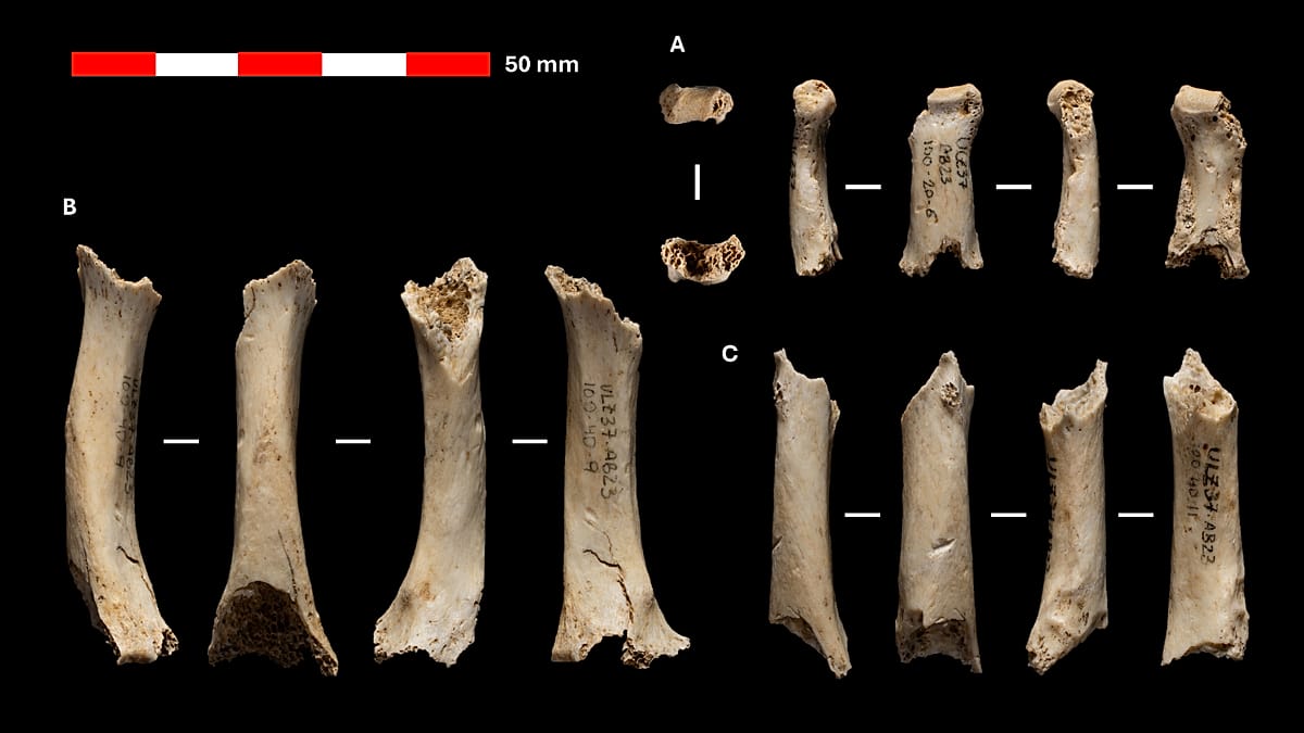 Neanderthal remains dating back 46,000 years identified in Abauntz cave, Navarra