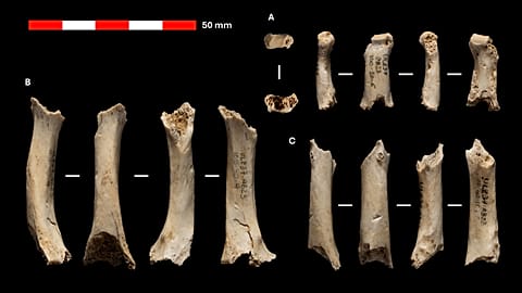 Photo of the bones found