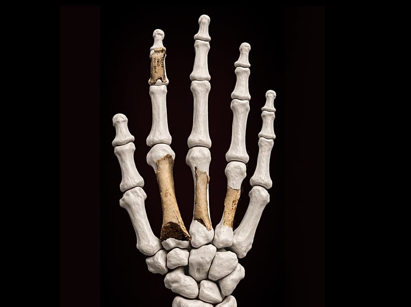 Reconstrucción de la mano incorporando los originales