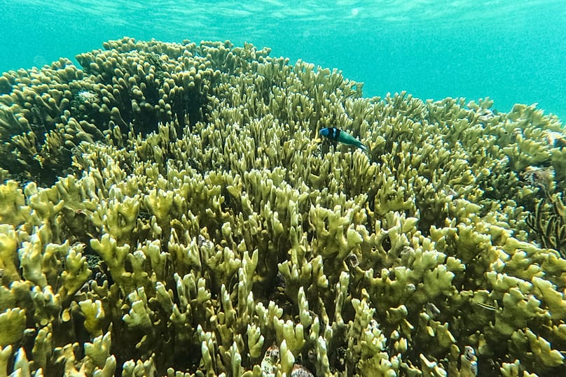 أرشيف - سمكة تسبح بين شعاب مرجانية في جزر 