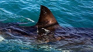 Afrique du Sud : une nageuse de 65 ans tuée par un requin 