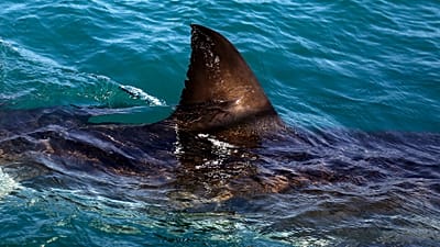 Afrique du Sud : une nageuse de 65 ans tuée par un requin 
