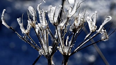 Der erste Schnee in Deutschland wurde angekündigt. Doch liegen bleiben soll er noch nicht.
