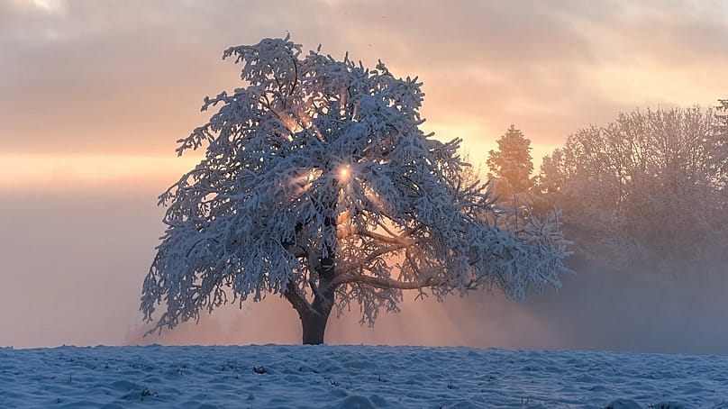 Alte Bauernregel: Ist das Wetter am Ursulatag (21. Oktober) besonders trüb, kann man auf weiße Weihnachten hoffen.
