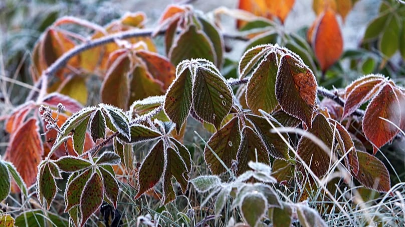 Die späten Oktobertage können durchaus Frost und Rauhreif mit sich bringen.