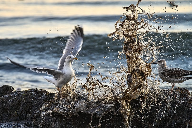 Une mouette affronte les vagues couvertes d'algues sur une plage de la mer Baltique à Haffkrug, en Allemagne, le dimanche 28 décembre 2025.
