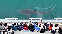 People gather to watch a trapped shark at the North Port Waterfront Park in Busan, South Korea, Tuesday, Sept. 29, 202