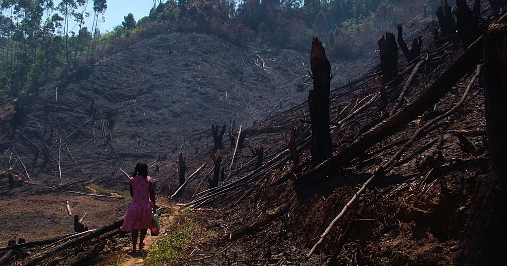 Madagascar : le poivre sauvage suscite le débat parmi les exportateurs