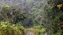 Prized wild pepper at risk in Madagascar's shrinking forests