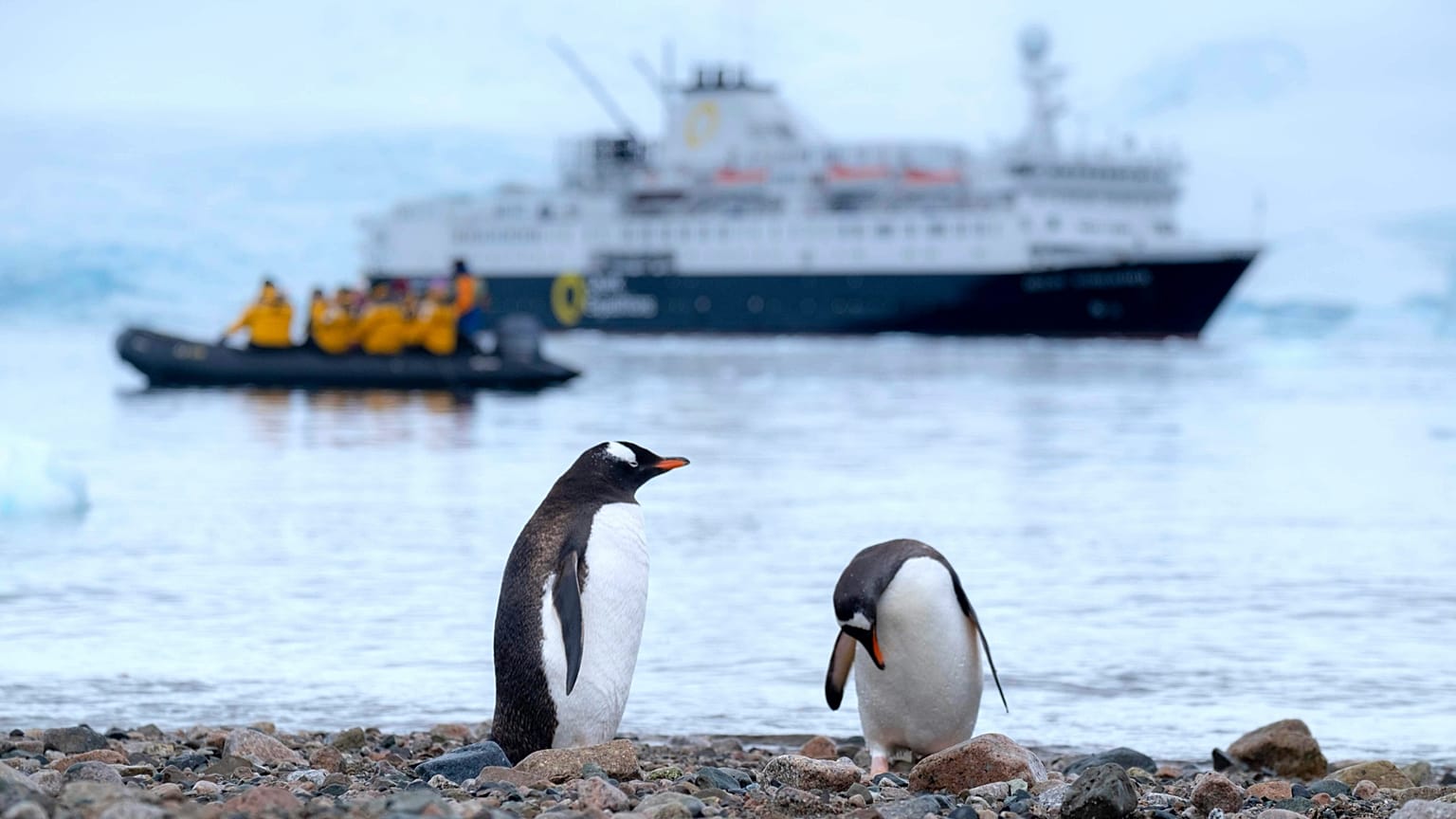 Eselspinguine auf Danco Island (Antarktis)
