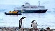 Eselspinguine auf Danco Island (Antarktis)