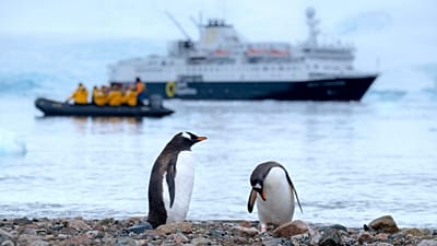 Eselspinguine auf Danco Island (Antarktis)