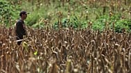 Drought in El Salvador is a consequence of El Nino scientist believe.