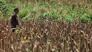 Drought in El Salvador is a consequence of El Nino scientist believe.