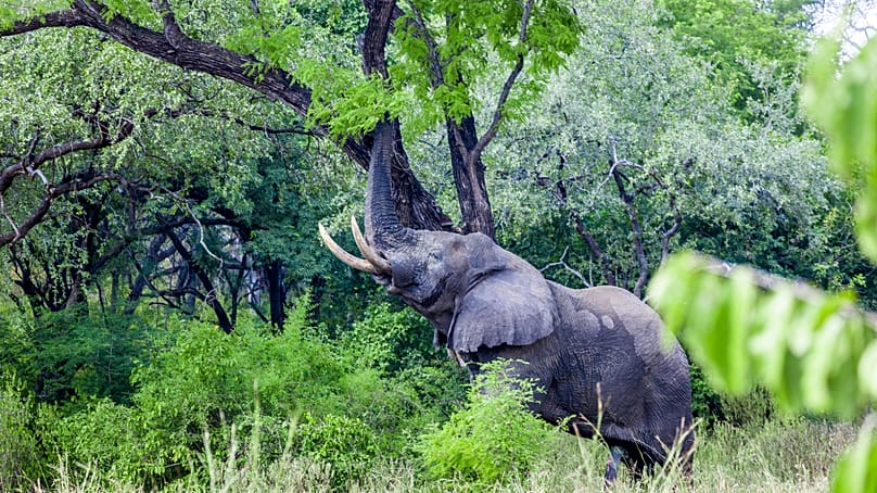 An elephant at the Majete Wildlife Reserve in Malawi