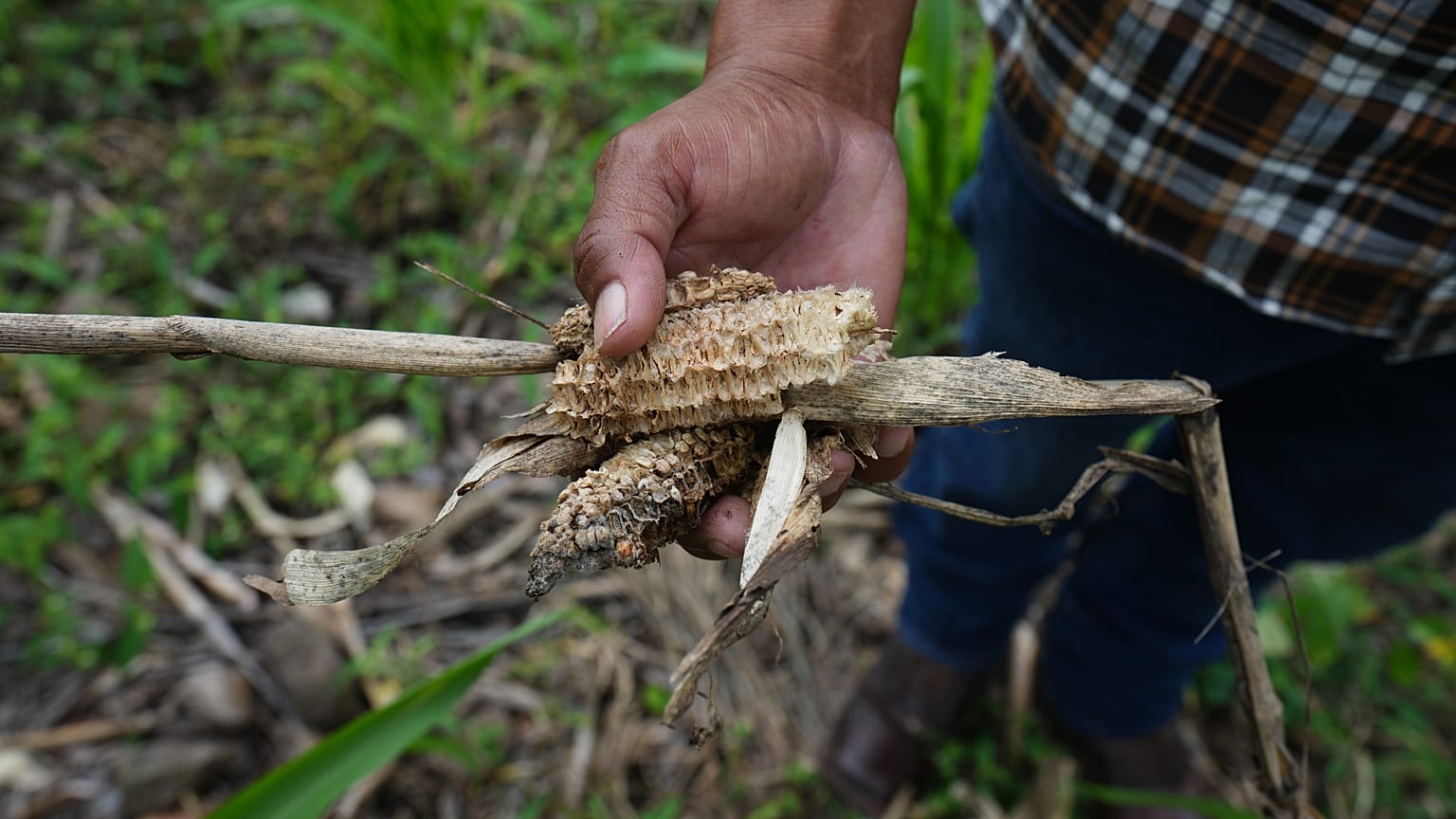 Un campesino muestra los restos de una cosecha de maíz en Texiguat, Honduras, parte del Corredor Seco Centroamericano, el 11 de octubre de 2026.