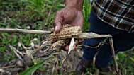 Un campesino muestra los restos de una cosecha de maíz en Texiguat, Honduras, parte del Corredor Seco Centroamericano, el 11 de octubre de 2026.