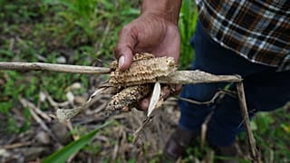 Un campesino muestra los restos de una cosecha de maíz en Texiguat, Honduras, parte del Corredor Seco Centroamericano, el 11 de octubre de 2026.