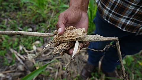 Un campesino muestra los restos de una cosecha de maíz en Texiguat, Honduras, parte del Corredor Seco Centroamericano, el 11 de octubre de 2026.