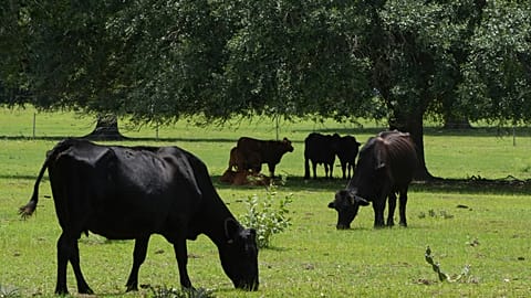Cows feed on a farm.