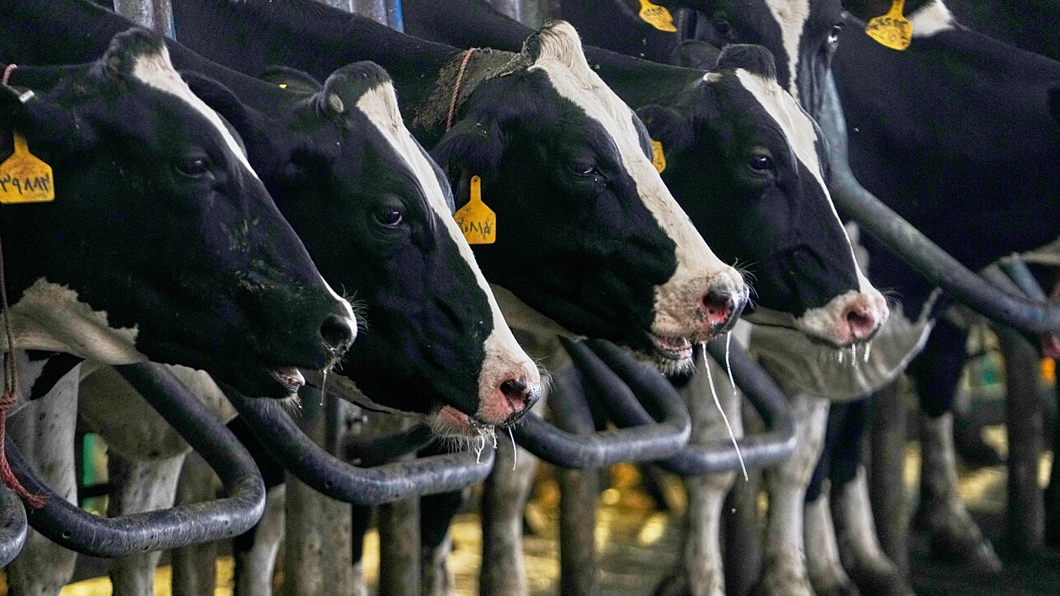 Vacas en los cubículos de una granja ganadera en Zarandieh, al suroeste de Teherán (Irán), el miércoles 14 de octubre de 2026.