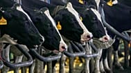 Vacas en los cubículos de una granja ganadera en Zarandieh, al suroeste de Teherán (Irán), el miércoles 14 de octubre de 2026.
