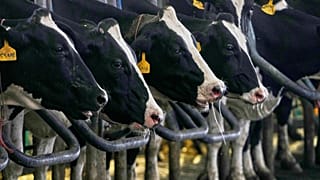 Vacas en los cubículos de una granja ganadera en Zarandieh, al suroeste de Teherán (Irán), el miércoles 14 de octubre de 2026.
