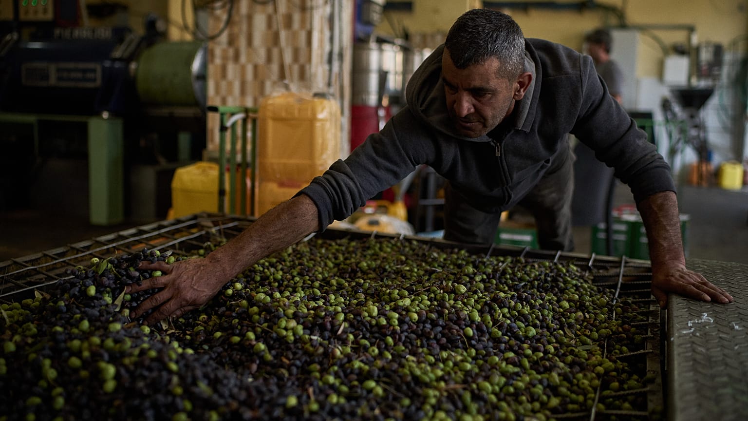 A Palestinian worker spreads olives into a processing machine at an olive oil factory in the West Bank town of Turmus Ayya, Thursday, Oct. 22, 2026. 