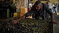A Palestinian worker spreads olives into a processing machine at an olive oil factory in the West Bank town of Turmus Ayya, Thursday, Oct. 22, 2026. 