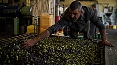 Ein palästinensischer Arbeiter füllt Oliven in eine Maschine zur Verarbeitung in einer Olivenölfabrik in Turmus Ayya im Westjordanland, Donnerstag, 22. Oktober 2026.
