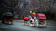 Прогулки на конных экипажах стали традицией Центрального парка еще в XIX веке.