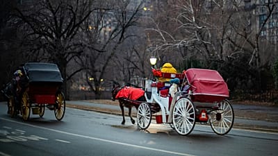 Le carrozze a cavalli sono una tradizione di Central Park fin dall'Ottocento.
