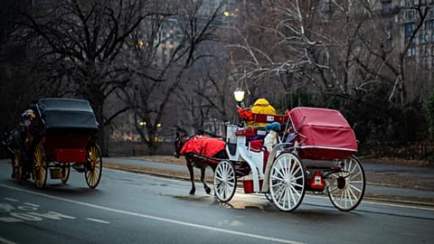 Horse-drawn carriages have been a Central Park tradition since the 1800s 