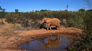 Portugal’s last circus elephant begins a new life at wildlife sanctuary