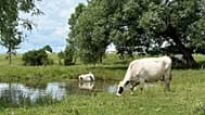 Cows graze on a dairy farm.