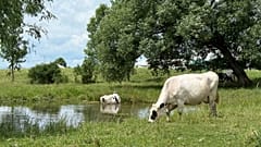 Cows graze on a dairy farm.