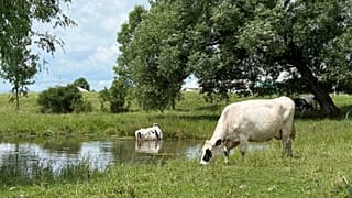 Cows graze on a dairy farm.