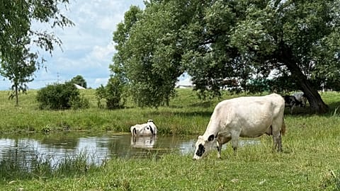 Cows graze on a dairy farm.