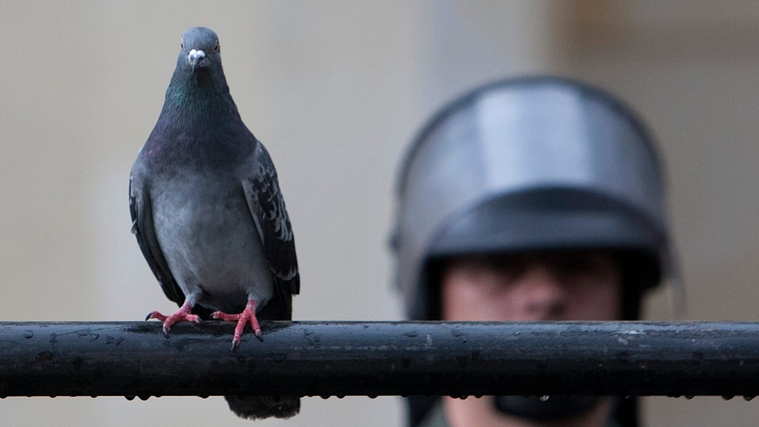 ARCHIVO: Una paloma se posa cerca de un agente de la Policía antidisturbios que monta guardia en Bogotá, Colombia, el 12 de octubre de 2012.