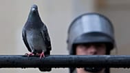 ARCHIVO: Una paloma se posa cerca de un agente de la Policía antidisturbios que monta guardia en Bogotá, Colombia, el 12 de octubre de 2012.