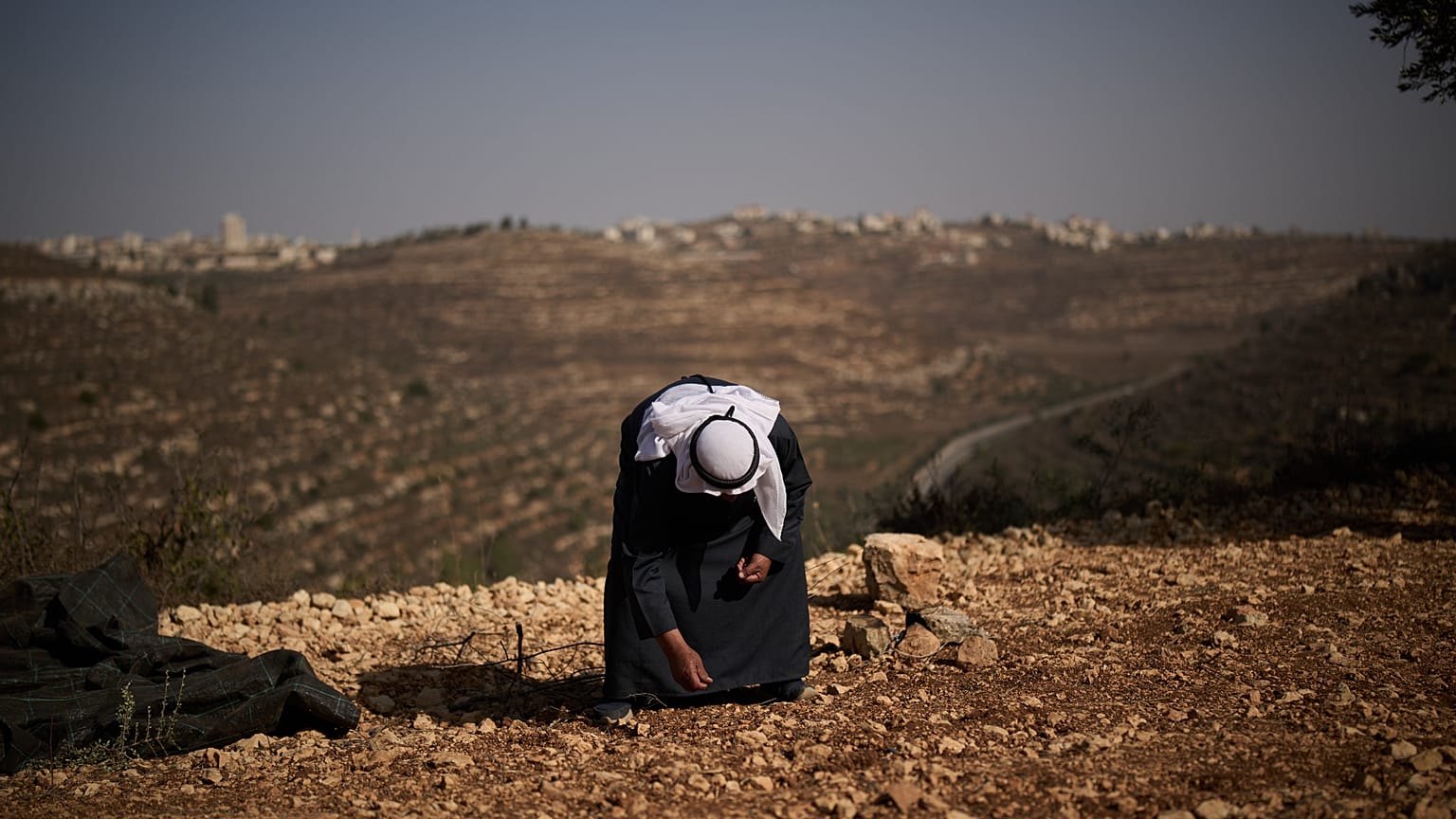 الفلسطيني كمال حلوم يجمع الزيتون من الأرض وهو يقف على تلة بالقرب من الطريق السريع 60 أثناء حصاد الزيتون في قرية المزرعة الشرقية بالضفة الغربية، الجمعة 23 أكتوبر 2026.