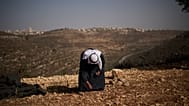 الفلسطيني كمال حلوم يجمع الزيتون من الأرض وهو يقف على تلة بالقرب من الطريق السريع 60 أثناء حصاد الزيتون في قرية المزرعة الشرقية بالضفة الغربية، الجمعة 23 أكتوبر 2026.