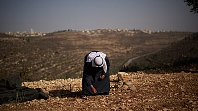 الفلسطيني كمال حلوم يجمع الزيتون من الأرض وهو يقف على تلة بالقرب من الطريق السريع 60 أثناء حصاد الزيتون في قرية المزرعة الشرقية بالضفة الغربية، الجمعة 23 أكتوبر 2026.