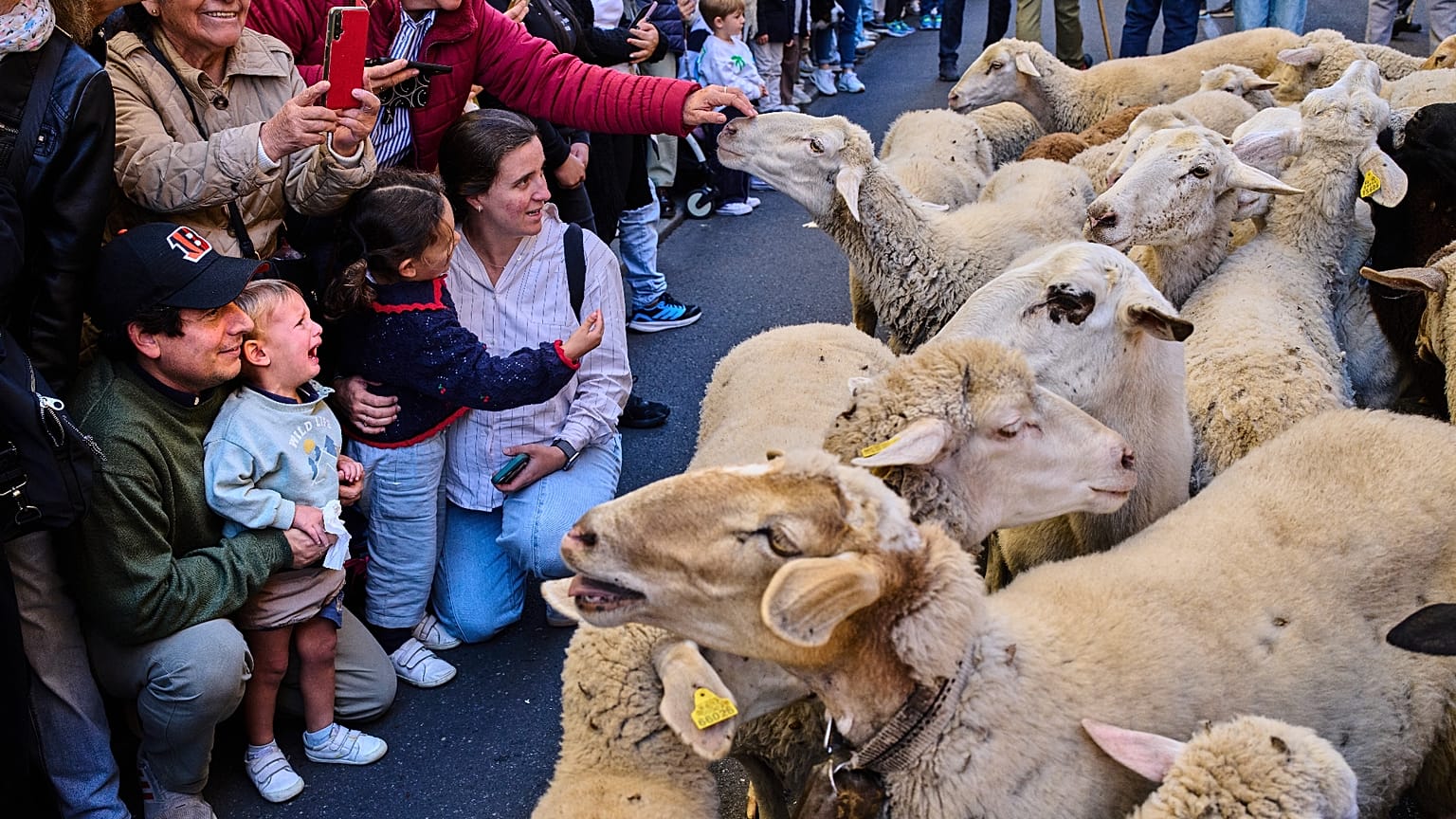 A herd of sheep is guided through central Madrid during the annual transhumance parade 