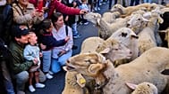 A herd of sheep is guided through central Madrid during the annual transhumance parade 