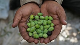 رجل يحمل في يديه زيتوناً، وذلك خلال موسم قطاف الزيتون في قرية رومين بجنوب لبنان، يوم السبت 24 أكتوبر 2026.