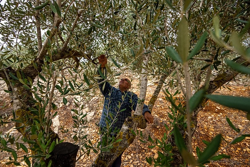 عبد الله قطيش، مدير مدرسة متقاعد، يتفقد بستان الزيتون الخاص به في بلدة حولا الجنوبية، لبنان، 25 نوفمبر 2023.