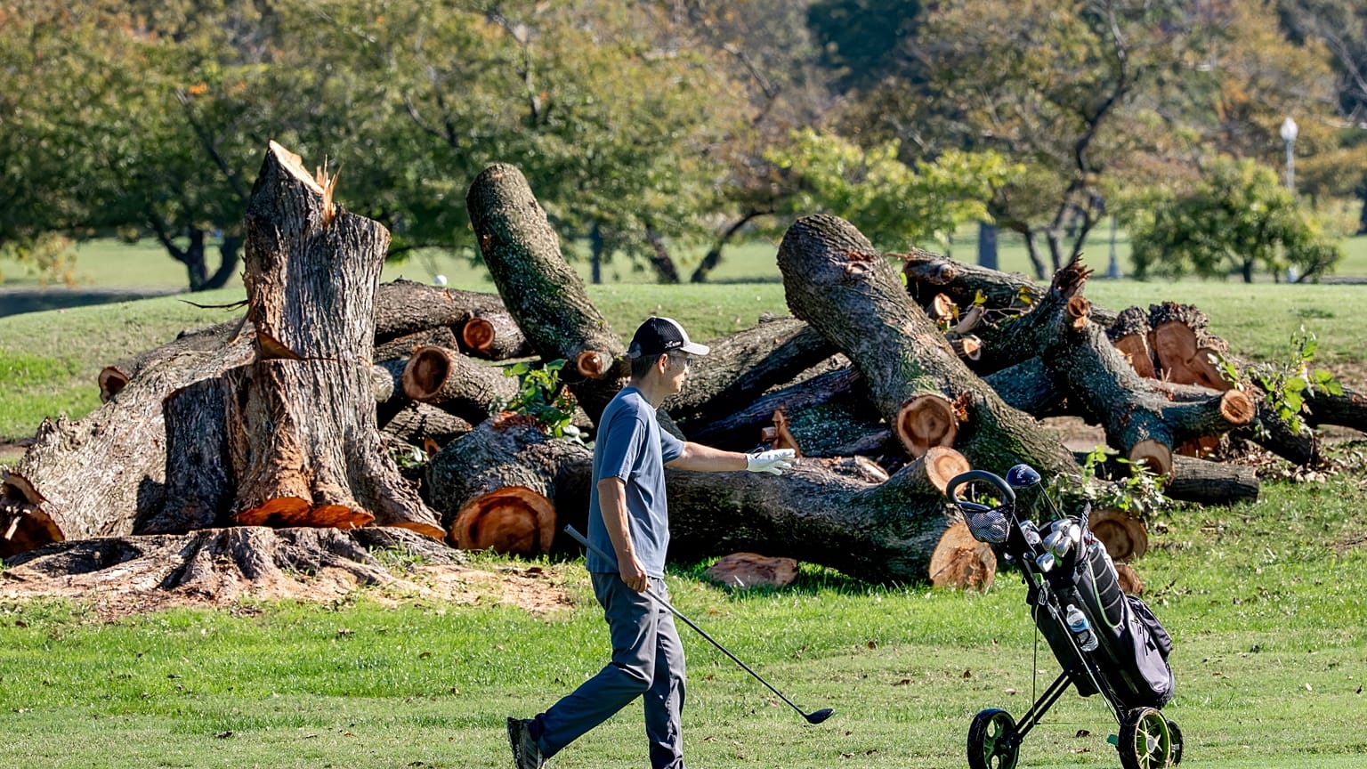 Alberi abbattuti all'East Potomac Golf Links, a Washington, per fare posto al nuovo campo di golf voluto da Trump