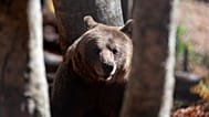 Популяция медведей в РФ увеличилась