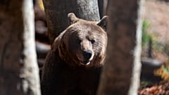 Популяция медведей в РФ увеличилась
